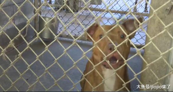 斗牛犬收容所内一夜间杀死29只猫！网友：这里是收容所还是地狱？