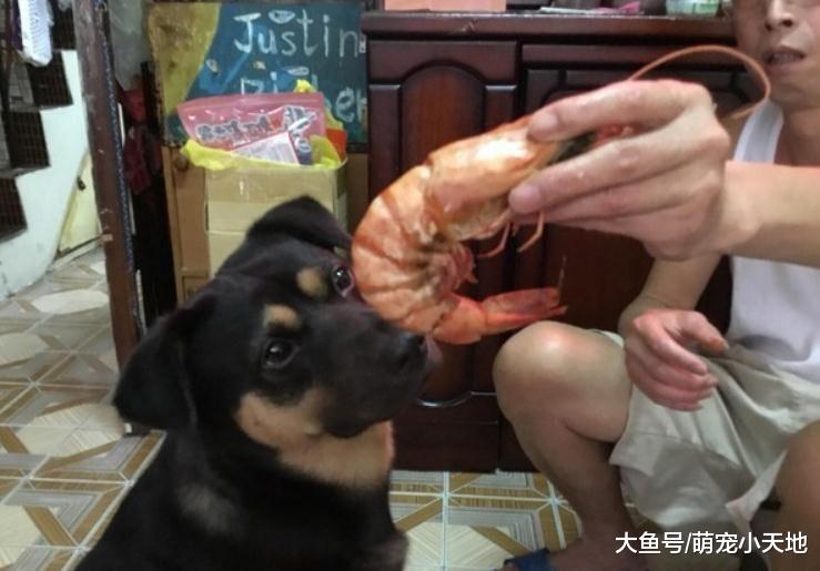 奶奶家住一年变肥汪！骨架、脸蛋横向成长让人暴动：还我小鲜肉