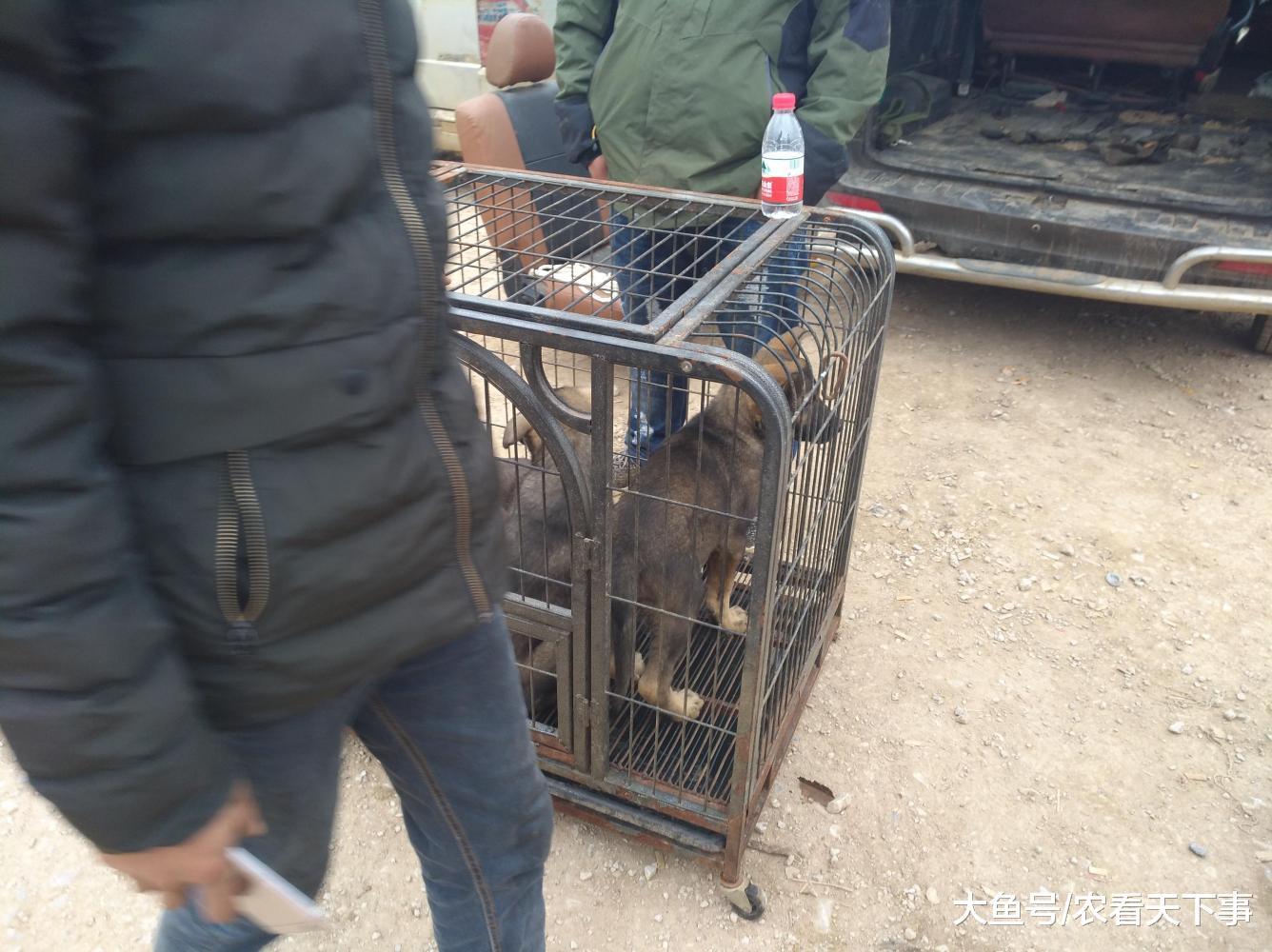 天气虽然寒冷, 昆明犬热度不减, 买主专程前来选购!