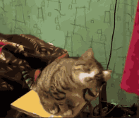 老娘好不容易哄睡觉的，你再揪个试试