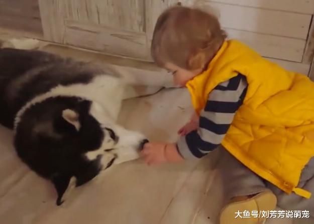 小宝宝摸了一下哈士奇，它反手就是一巴掌，二哈：别打扰我睡觉！