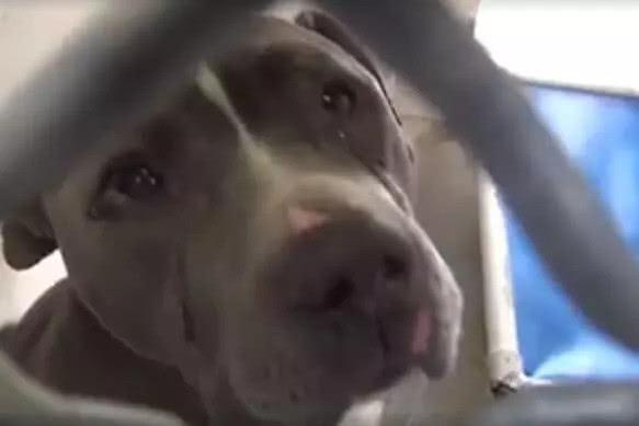 狗狗: 安乐死不残忍, 只是另一种解脱! 请让我再看你们最后一眼!