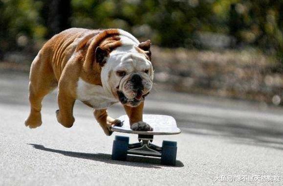 来自养狗新手的困惑：合适自己的狗狗该怎么选择？