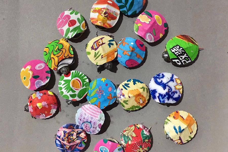 误买“小彩龟”，试试这些方法，尽自己的能力去养活