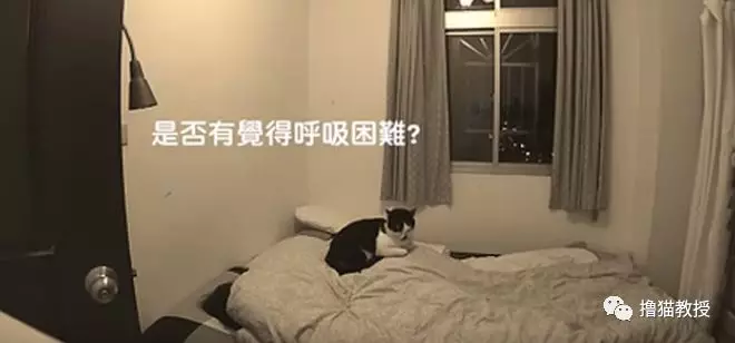想知道晚上睡着后猫在干什么，铲屎官装上摄像头拍下了猫咪的神秘夜生活