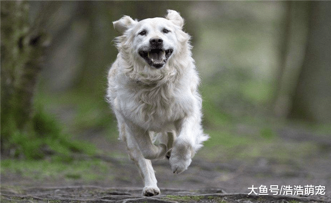 狗狗無聊時會有5種表現，寵主別理解錯了，要多陪陪它們