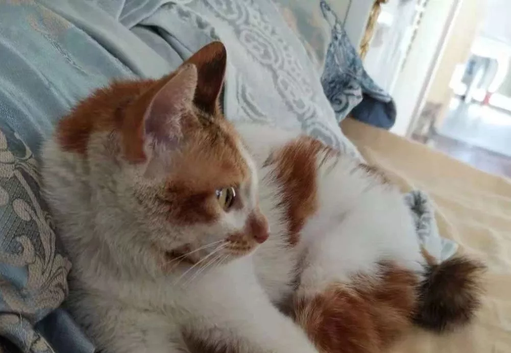 我曾阅猫无数，但遇到观莉，我的三观有点站立不稳了