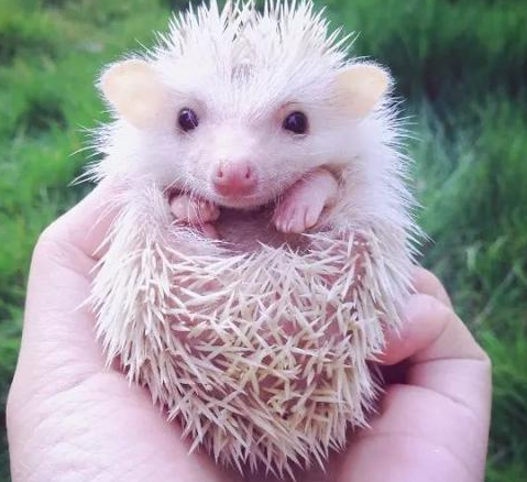 上班族养什么宠物可行性比较高？简述七种适合上班族的宠物