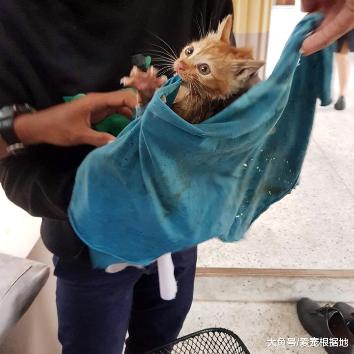 小奶猫雨天被困下水道，越钻越深，小伙不嫌脏爬进管道将其救出