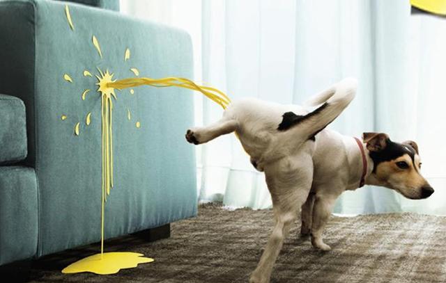 一进门就闻到“狗尿味”？教你5招，除味去臭，简单实用！