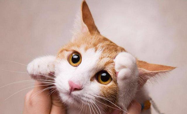 宠物猫买大猫还是买小猫？不懂这些，小心宠物店老板忽悠你