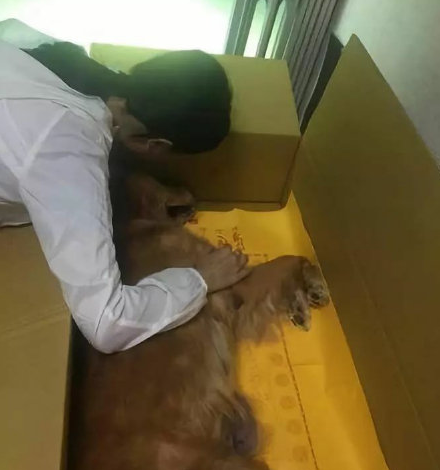 金毛最后一次奔跑，卻在上樓后倒下了……