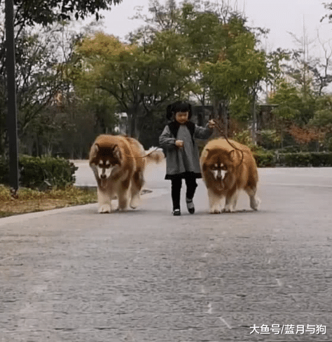 4岁小女孩带2个保镖出门，看清保镖后，网友：很是威风