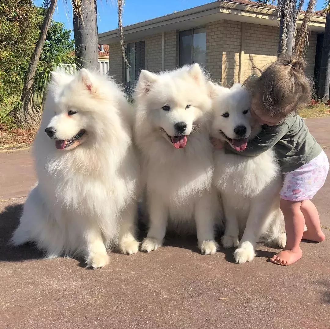 这才是白雪公主吧，女孩和7只萨摩耶一起长大！