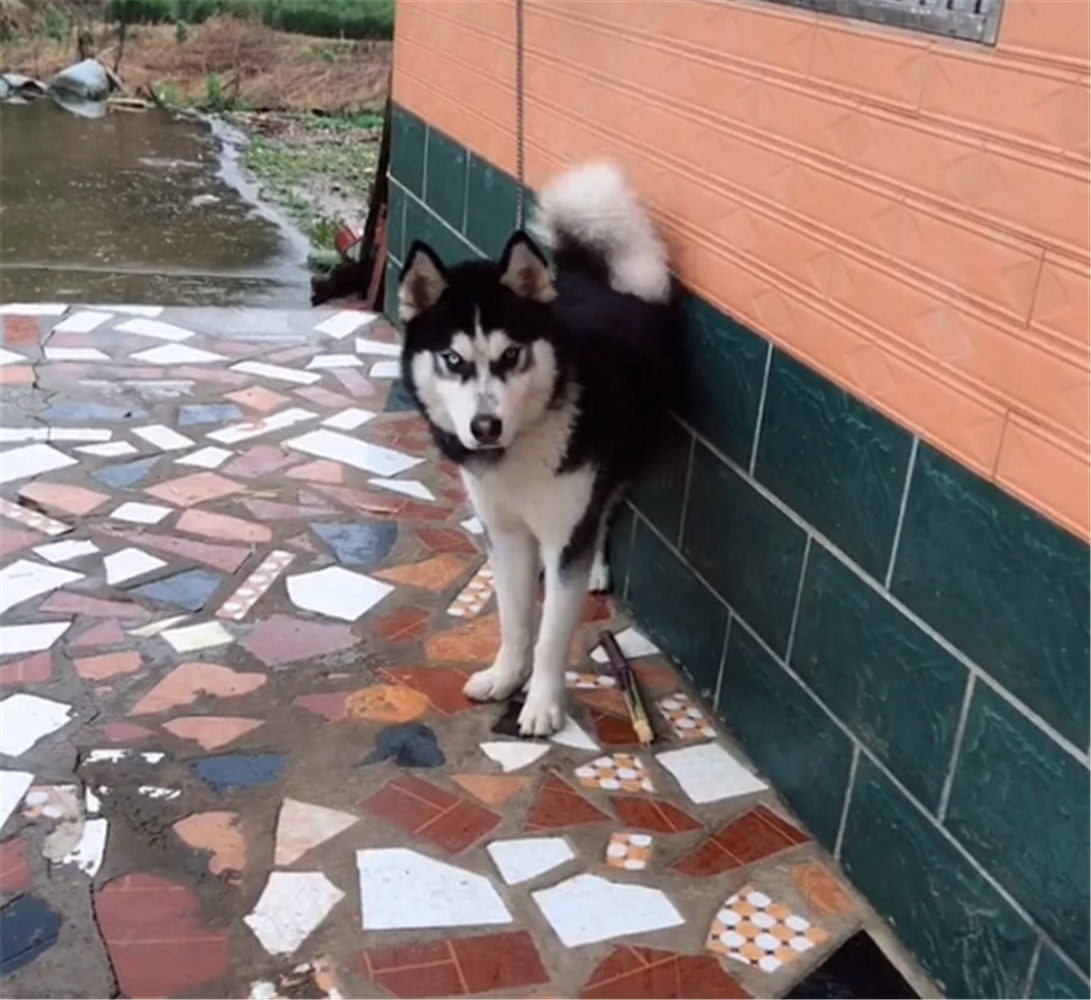 二哈為吃肉干戰斗力飆漲，追著田園犬攆，二哈：不許搶我肉干……