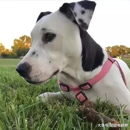 惊为天狗！这只狗狗的耳朵上，居然长出了另一个“自己”……