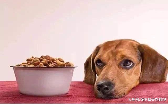如何判断狗狗已吃饱？狗狗吃饱后的3种表现，宠主不要被它骗了