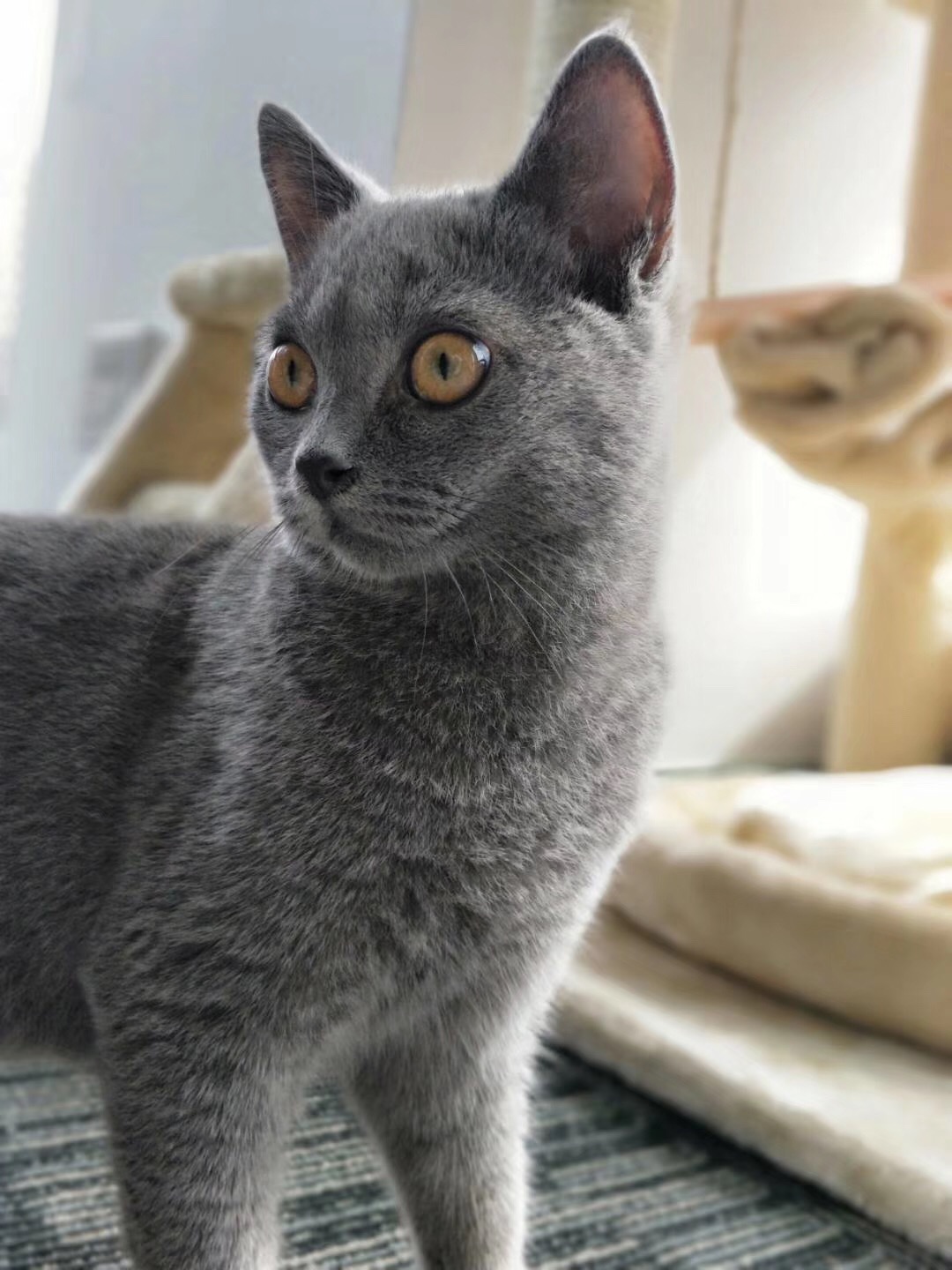 家养蓝猫掉毛严重，铲屎官可能犯了主要错误，不能怪猫咪