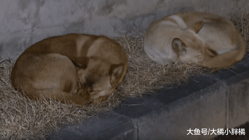 2只狗狗被救后赖在店里不走，被驱赶后，一个暖心动作打动了老板