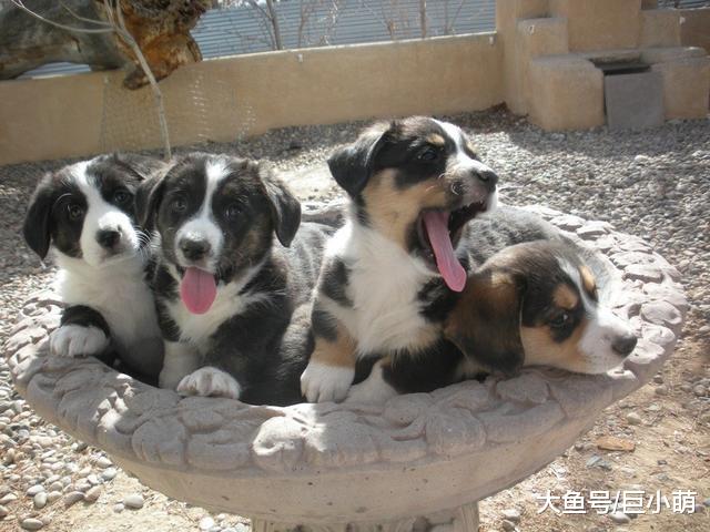 买狗陷阱多多，列好问题清单，拒绝买到“星期狗”