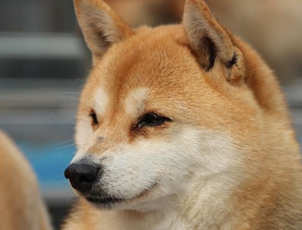 狗市上花3500买了只柴犬, 养了一阵后, 却获得了“惊喜”