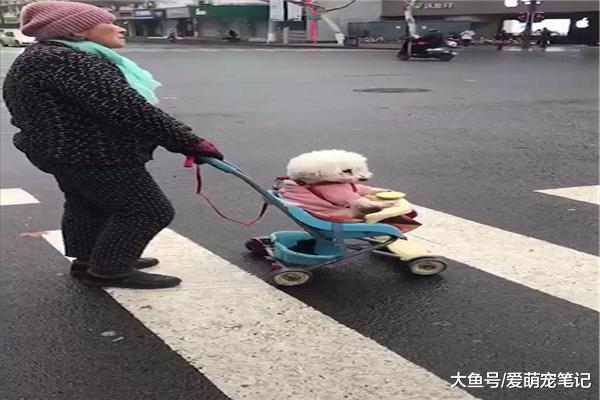八岁的比熊行走不便, 老人就用推车带它出去遛弯, 画面好温馨啊!