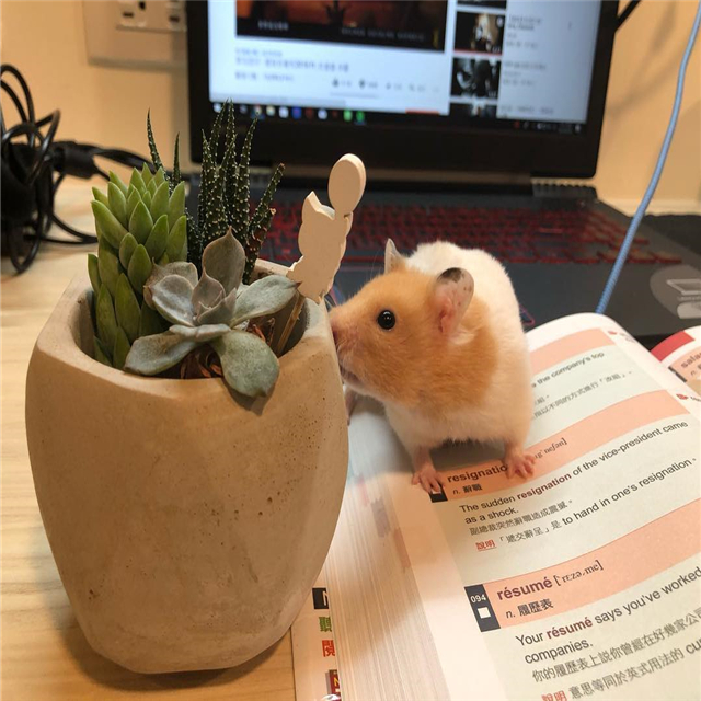 仓鼠打扰主人学习，为摆脱鼠鼠的纠缠，饲主无奈停笔撸鼠