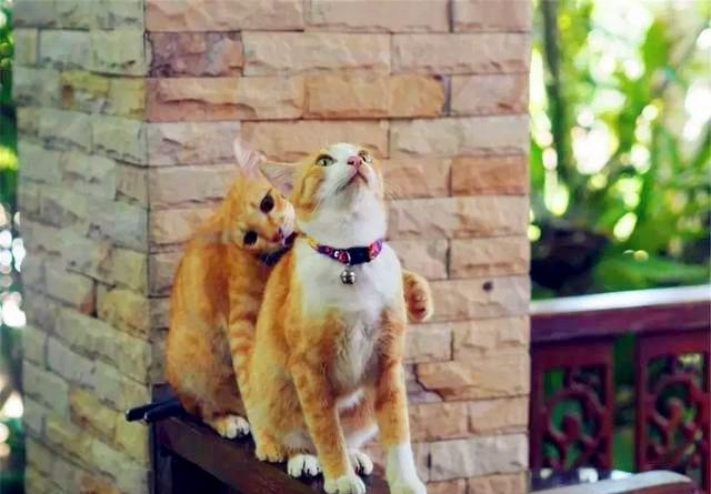 橘猫弟弟因意外去世, 橘猫哥哥每日都在窗口怀念它, 想等它回家