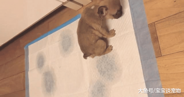 自从狗狗知道了在尿垫上撒尿有奖励，一个小时尿6次了，说你啥好