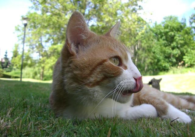 不爱喝水的猫咪容易患这种病，发病早期却常喝水，还难以完全治愈