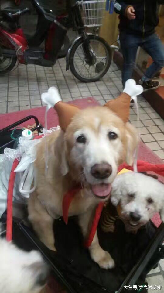 网友捡了一只金毛，经常带它去各种地方玩，如今它成这样了