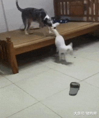 狐狸被狗子薅住了尾巴, 好想逃却逃不掉, 狗狗: 看你还想往哪逃?