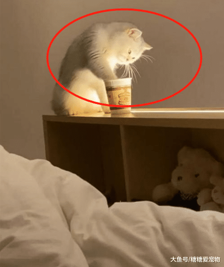 女子半夜醒来，发现桌子上有团“黑影”，打开灯一看，女子：想吐