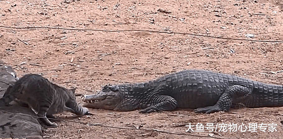 猫看鳄鱼嘴边有一条鱼，于是它有了一个大胆的想法：我觉得我可以