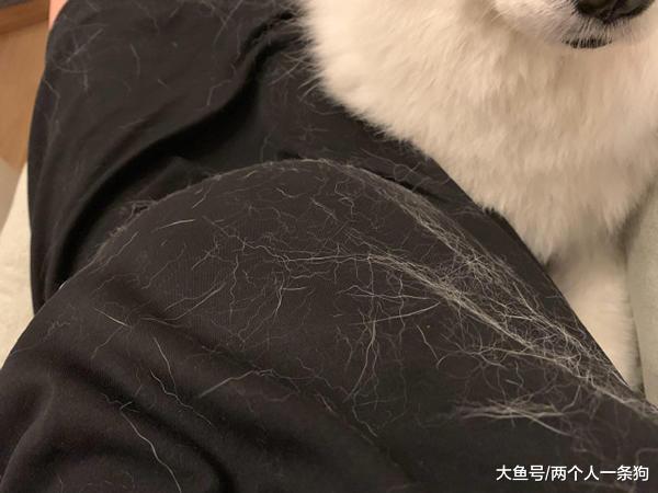 萨摩耶把头放在孕妇肚子上休息，孕妇低头一看惨不忍睹：像猕猴桃