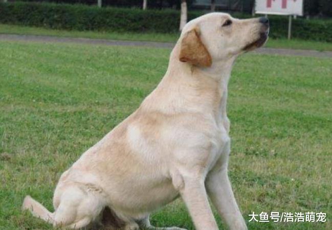 想飼養拉布拉多？看完它的5個特點后，你還想養嗎？