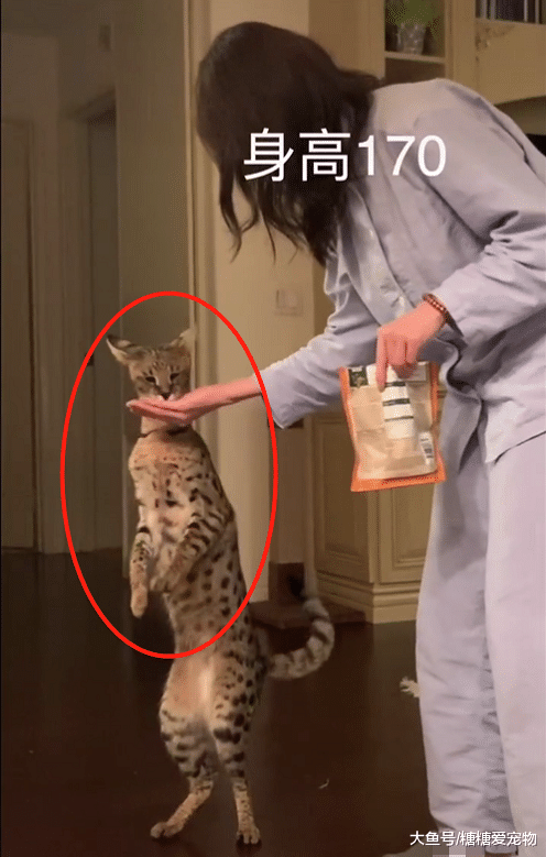 养了一只萨凡纳猫，喂东西都是这个样子的，主人：哎，我太难了