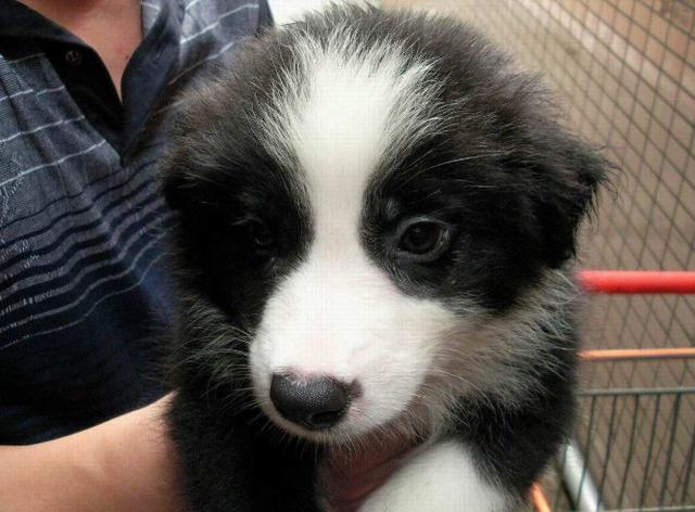 纯种边境牧羊犬都有的5个特点，你家狗狗纯吗？