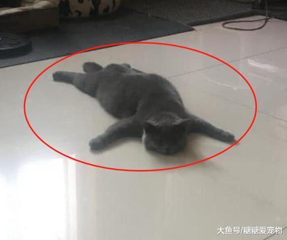 一只来自南方的猫, 第一见到地暖就变成了这个样子, 主人: 瞅瞅你那出息!