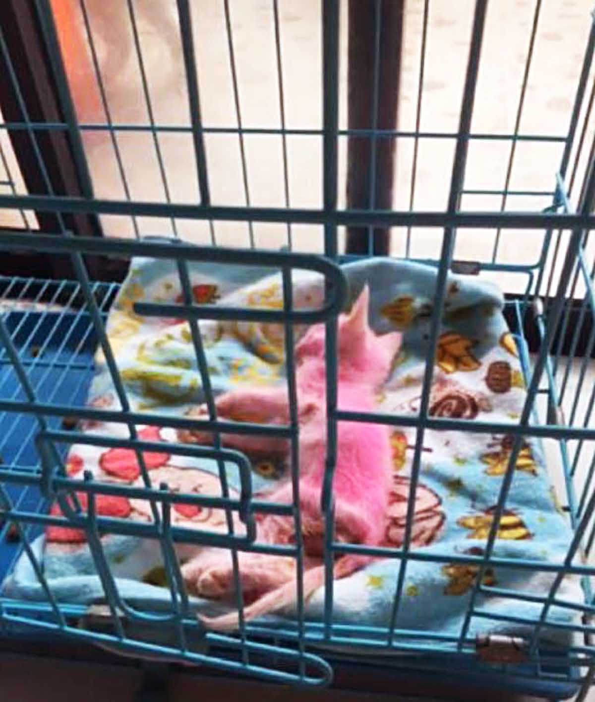 女子在草丛，发现两只会动的紫红色物体，当她看清时瞬间瞪大双眼