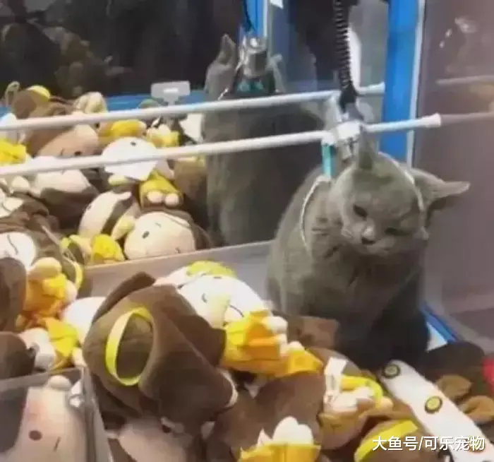 抓娃娃机里有只猫咪，人们投币想把猫咪抓出来，猫咪反应让人发笑