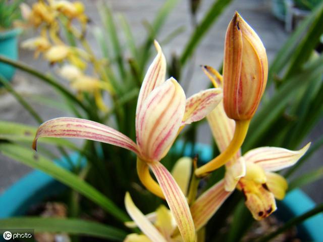 北方室内养兰花，“老三样”植料的浇水有诀窍