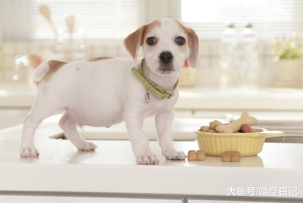 狗狗需要吃蔬菜水果吗? 网友: 吃了没坏处, 还能补充一下营养!