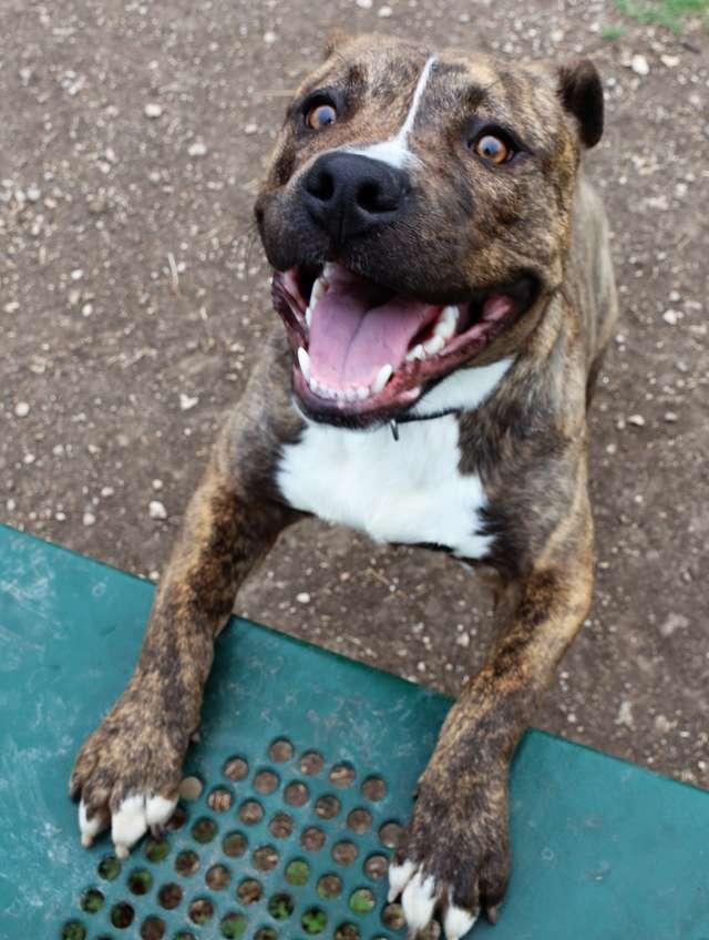 狗狗摇尾巴看主人，只是出门散步，为什么要绑我在路边？