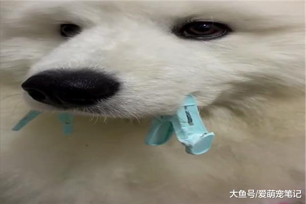 面对萨摩耶不眠不休的拆家, 主人就夹住它的嘴巴作为惩罚, 好可爱