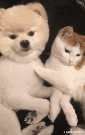 猫咪和狗子在家亲亲我我，突然被闯进来的主人看到后……