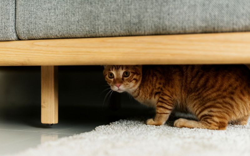 比搬家更可怕的事情：带猫搬家！