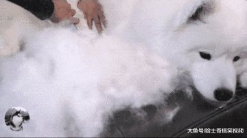 妹子养了只大白狗，结果一年后悲剧了，感觉像养了只“羊”