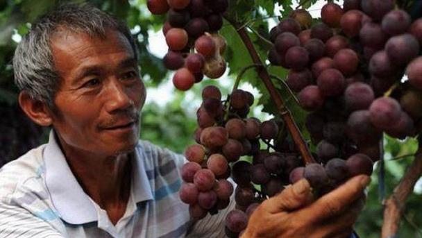 农民种植这种水果本来想发财的，没想到落到这种地步可悲呀!