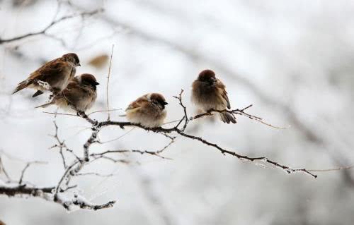 国家二级保护动物, 却被人当作祸害, 农民们恼火不堪